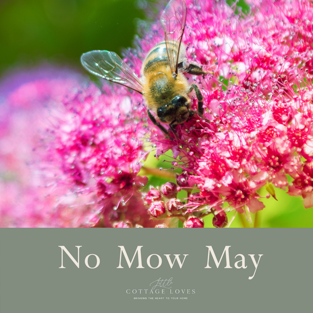 No Mow May - Our close-up garden adventure