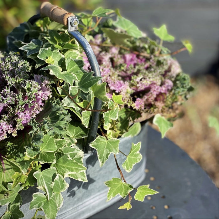 Zinc Planter with Handle